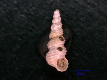 Media type: image;   Malacology 125505 Description: opening view of shell;  Aspect: apertural